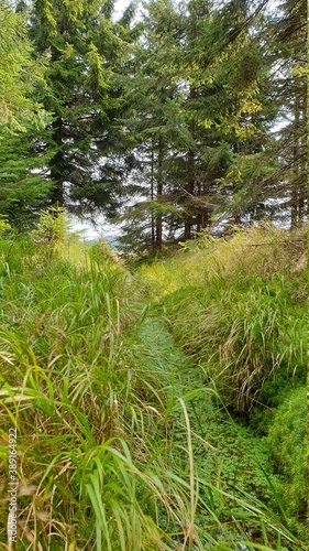 wald mit kleinem bach