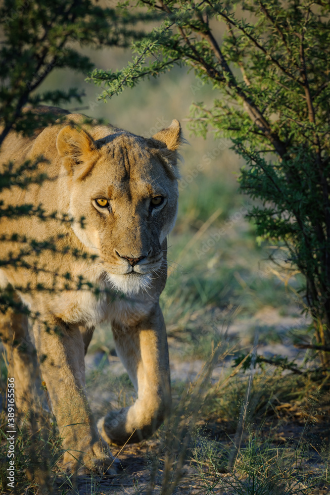 Lion (Panthera leo) female (lioness). Kalahari. Botswana Lion (Panthera leo) female (lioness). Kalahari. Botswana