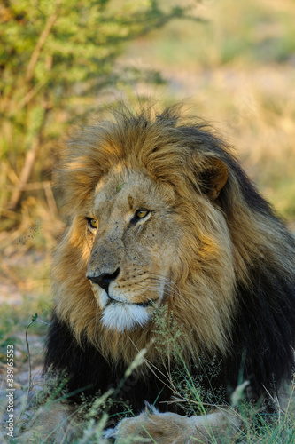 Lion  Panthera leo  male. Kalahari. Botswana