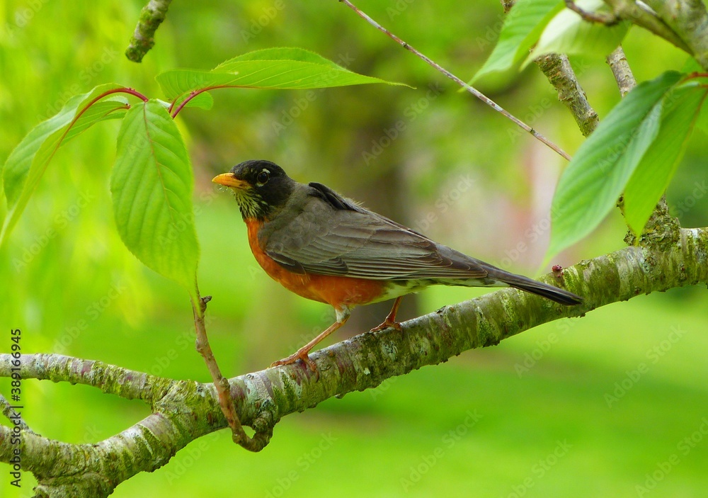 American Robin (Turdus migratorius), male with a blackish head and a whitish eye ring American Robin (Turdus migratorius), male with a blackish head and a whitish eye ring