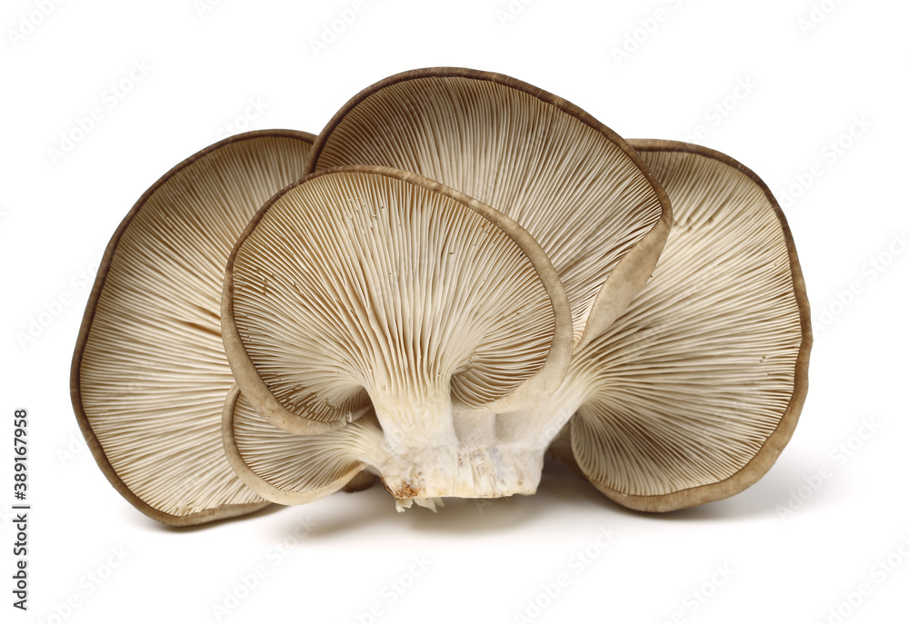 oyster mushroom on white background