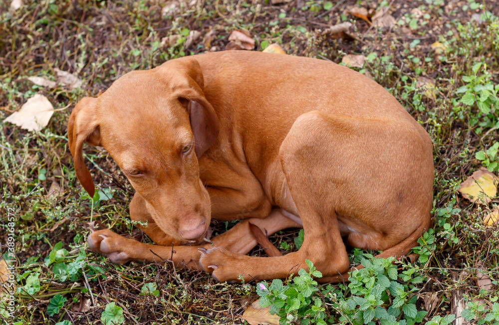 Close Up Puppy of Hungarian Short Haired Vizsla Laying on The Ground