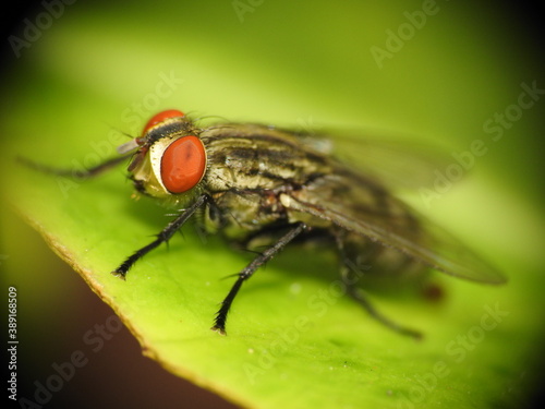 fly on the leaf