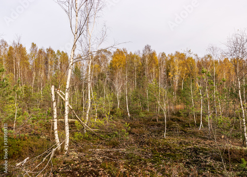 autumn landscape from a peat bog, vegetation characteristic of a developed bog, small deformed birches, autumn colors