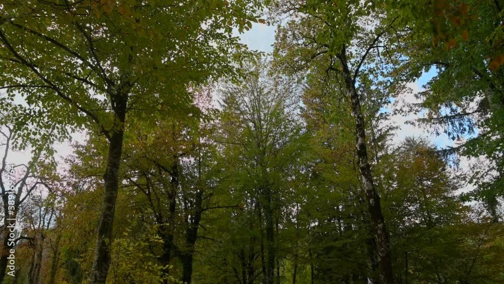 Looking up colorful leaves in autumn season. Static shot, wide angle, real time Looking up colorful leaves in autumn season. Static shot, wide angle, real time