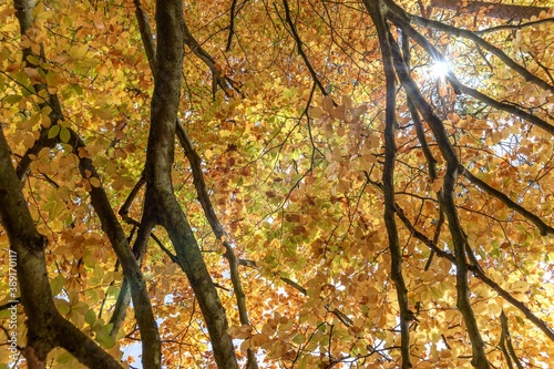 Sun shines through the leaves in the autumn forest