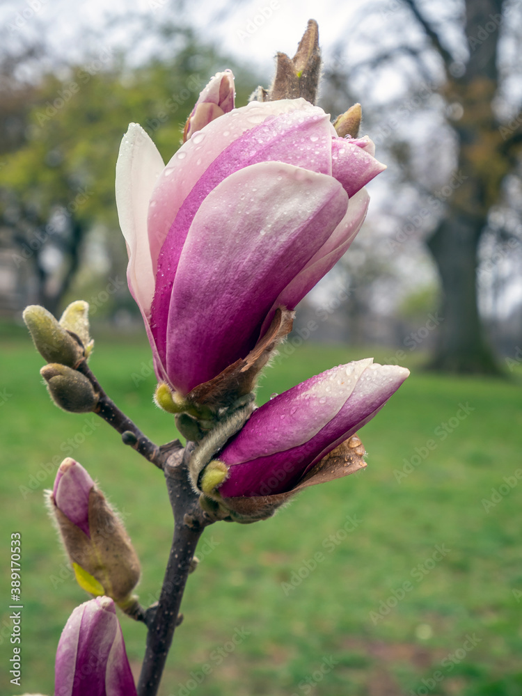 Fototapeta premium Flowering dogwood in spring