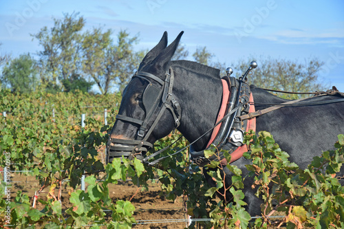 Animal : bardot attelé à une charrue pour labourer entre les rangs de vigne.