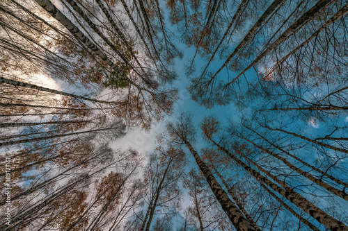 Low angle view of birch forest looking up at sky