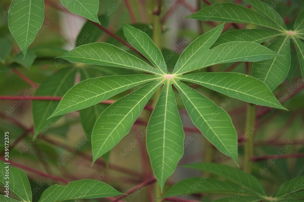 Leaves of the cassava plant