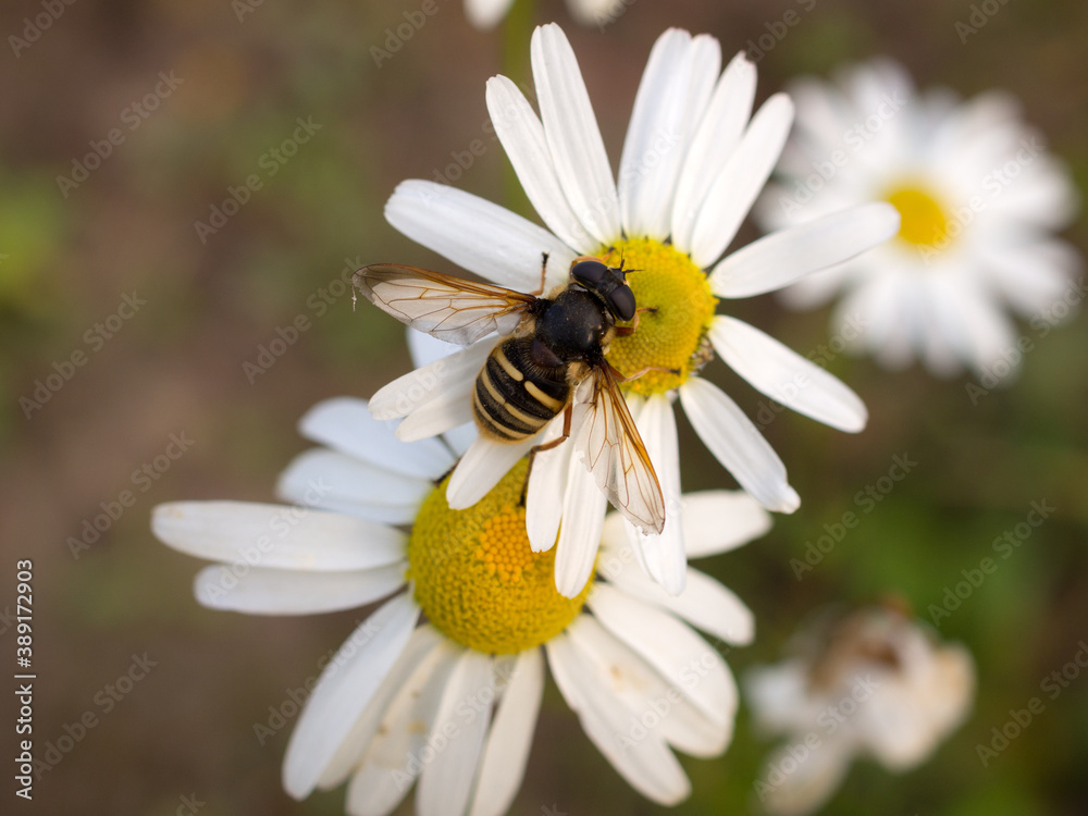 Obraz premium hoverfly on daisy