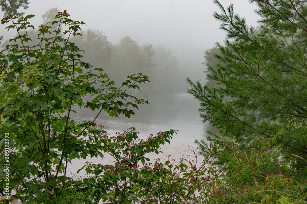 Foggy river with Trees after a rain shower