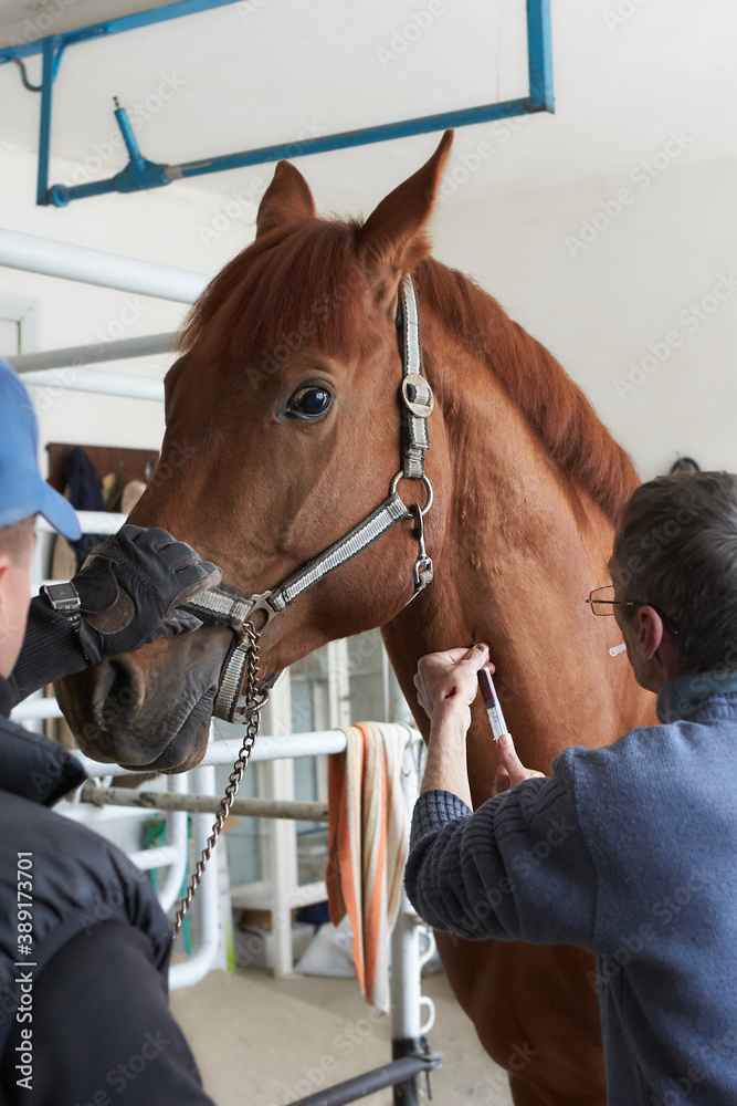 Veterinarian during medical exam of the horse. Veterinarian doctor with