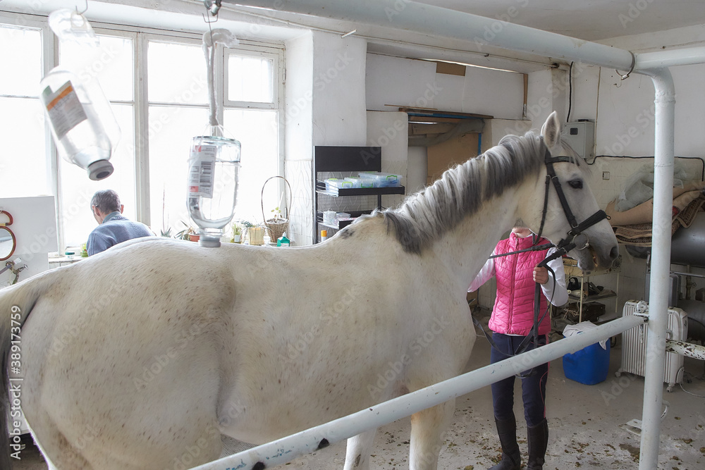 Veterinarian during medical exam of the horse. Veterinarian doctor with