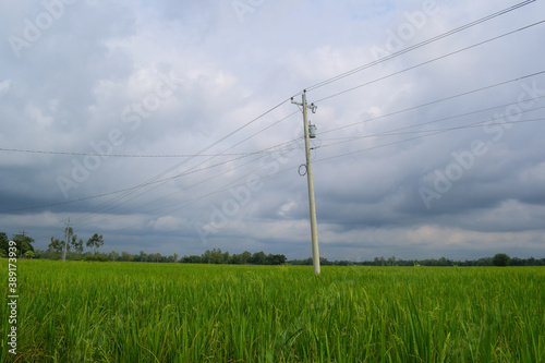 Landscape of green crops field with electric line pole inside it 