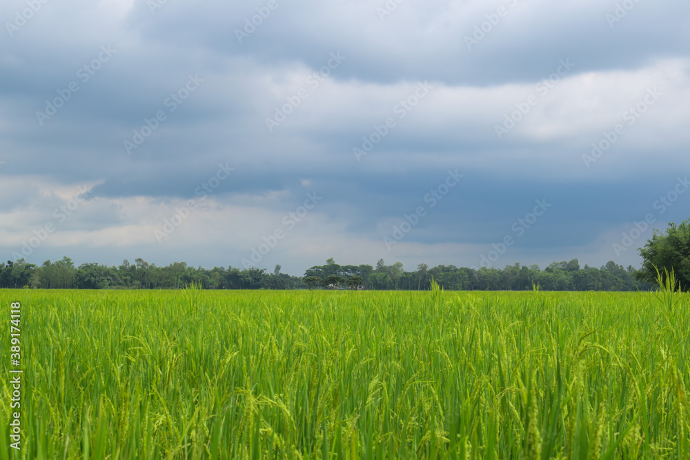 landscape of green paddy field with trees and sky in the background