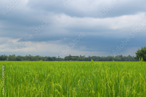 landscape of green paddy field with trees and sky in the background