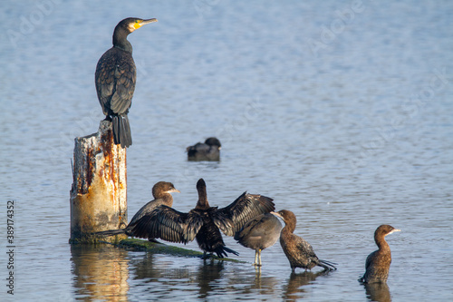 cormorat po delta regional park comacchio iitaly photo