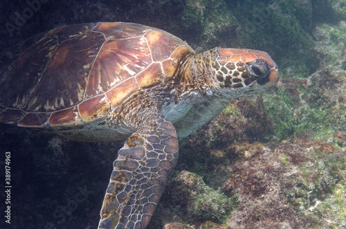 Green sea turtle  Chelonia mydas  in Galapagos Islands  Ecuador