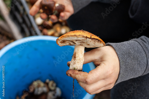 mushroom picking season, people picked porcini mushrooms in the forest