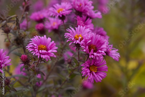flowers in the garden