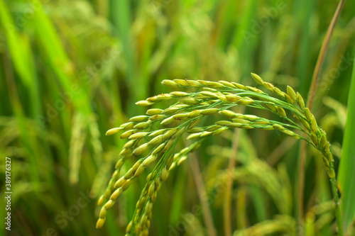 green rice field
