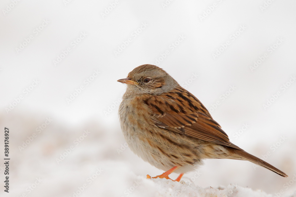 Dunnock. Bird. Prunella modularis Dunnock. Bird. Prunella modularis