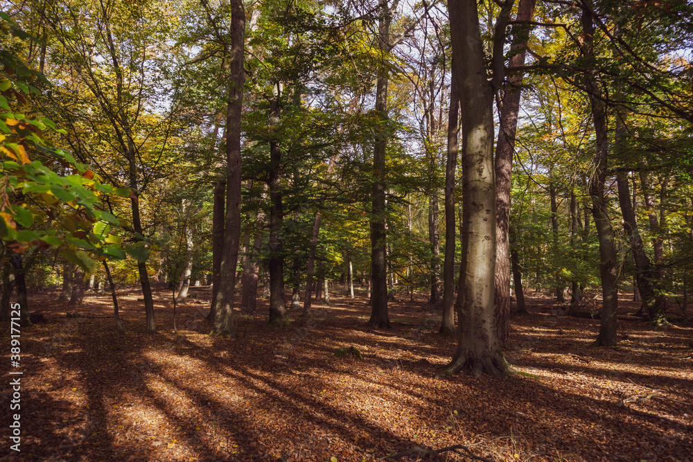 smal path in autumn forest smal path in autumn forest