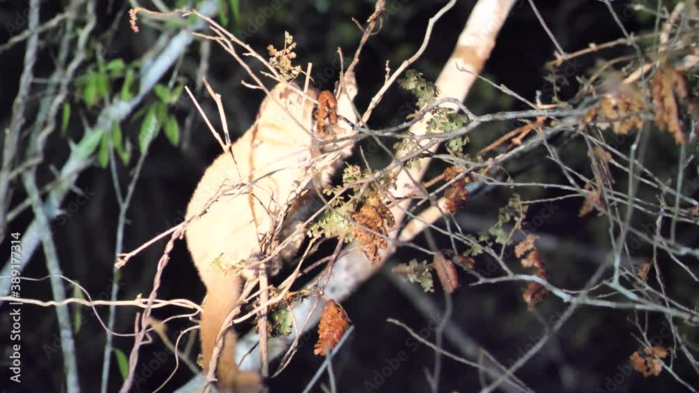 Red Tailed Sportive Lemur Hiding In A Tree, Kirindy Forest Reserve, Madagascar
