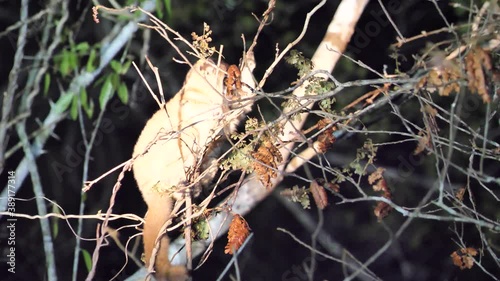 Red Tailed Sportive Lemur Hiding In A Tree, Kirindy Forest Reserve, Madagascar photo