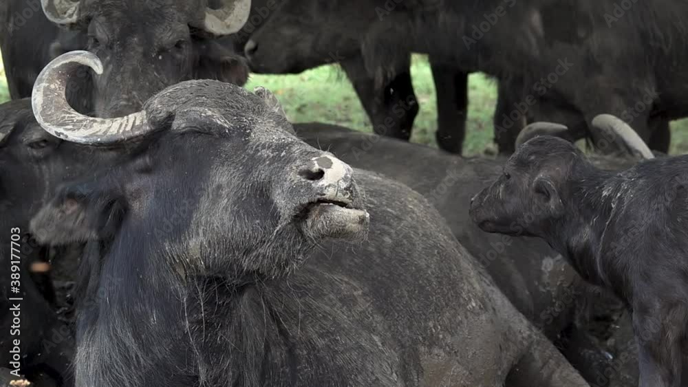 Buffalo portrait in slow motion.Flies circle around the buffalo on the farm. Buffalo portrait in slow motion.Flies circle around the buffalo on the farm.