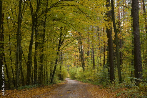 Jesienny las liściasty, droga w lesie © Adam
