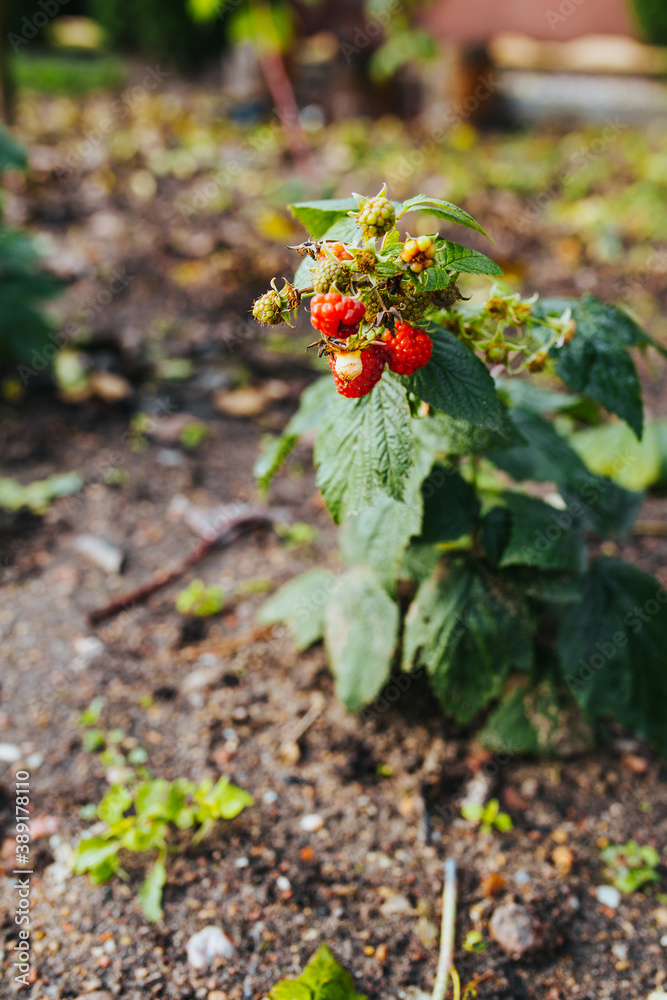 Raspberry bush on a personal plot - village vegetable garden Raspberry bush on a personal plot - village vegetable garden