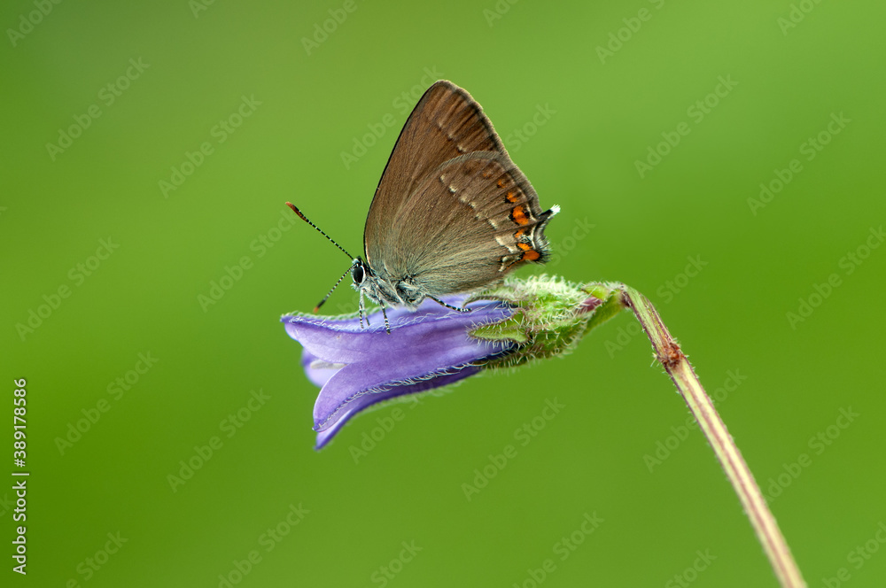 Fototapeta premium Little brown butterfly sits on a summer morning on a blade of grass