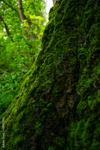 moss on the tree © Lirdall