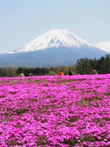 富士山と芝桜 © 長生き本舗