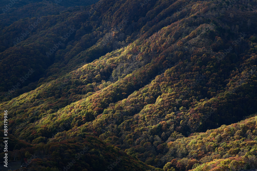 Naklejka premium 霧ヶ峰の紅葉