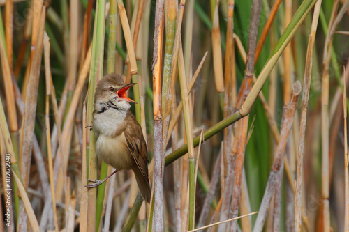 Great reed warbler. Bird in spring. Acrocephalus arundinaceus photo