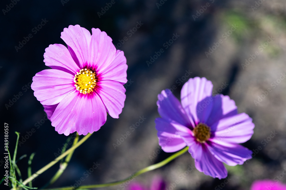 Fototapeta premium 秋桜