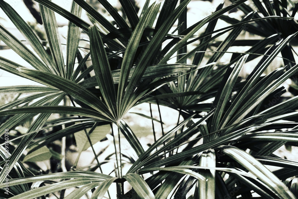 Fototapeta premium photo of artistic palm leaves in the garden