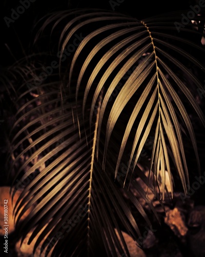 photo of artistic colorful leaves in the garden