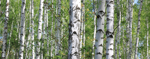 Fototapeta Naklejka Na Ścianę i Meble -  Young birch with black and white birch bark in spring in birch grove against the background of other birches