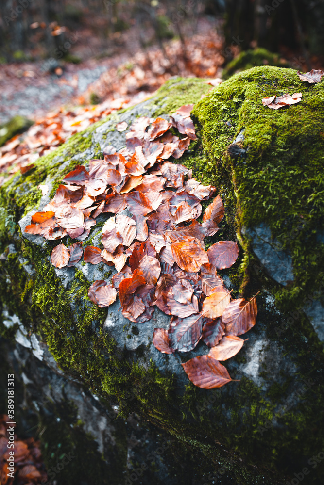 comme une couverture qui recouvre le rocher comme une couverture qui recouvre le rocher