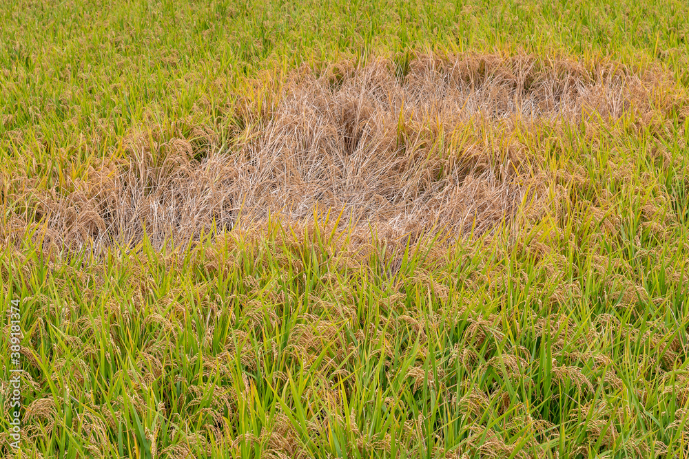 Paddy field damaged by brown plant hoppers (Nilaparvata lugens) in Japan in autumn