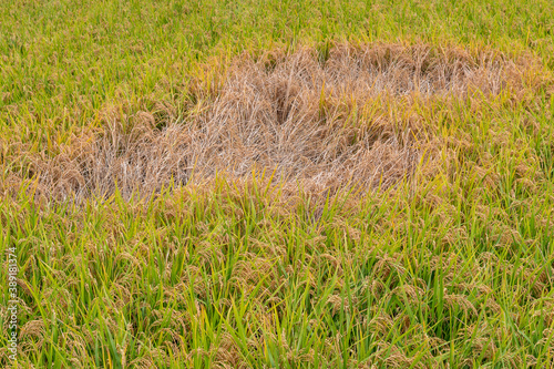 Obraz na płótnie Paddy field damaged by brown plant hoppers (Nilaparvata lugens) in Japan in autumn w salonie