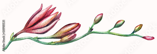 Watercolor freesia, illusstration of flower, isolated. photo
