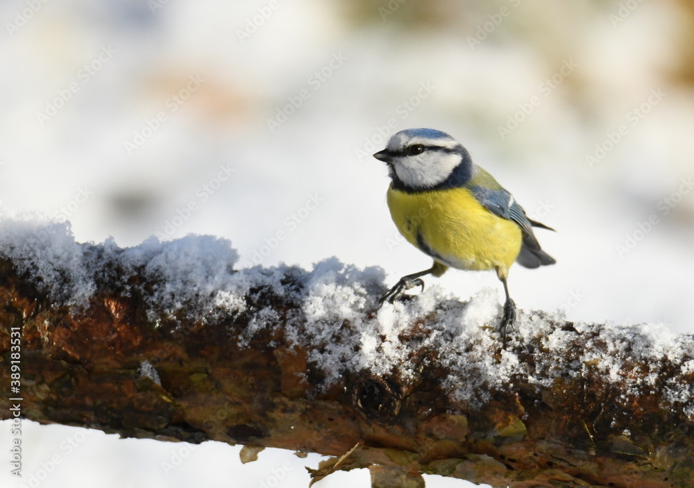 Fototapeta premium ptaszek na śniegu, sikorka modraszka