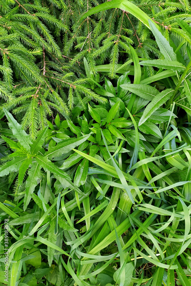 Green plant leaves. The background is made of green vegetation. Juicy grass with stems and leaves. Branches of the shrub in the summer. 