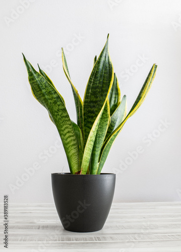 sansevieria  lengua de suegra 