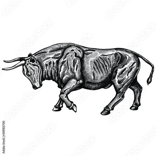 Bull. hand drawing. black and white buffalo. stock vector isolated photo